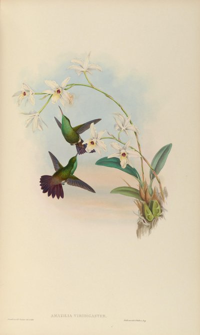 Amazilia viridigaster door John Gould